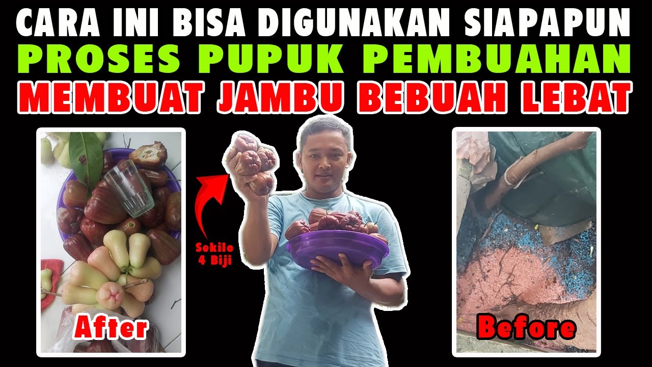 CARA PEMUPUKAN JAMBU AIR DALHARI SUPAYA BERBUAH LEBAT || Step-1