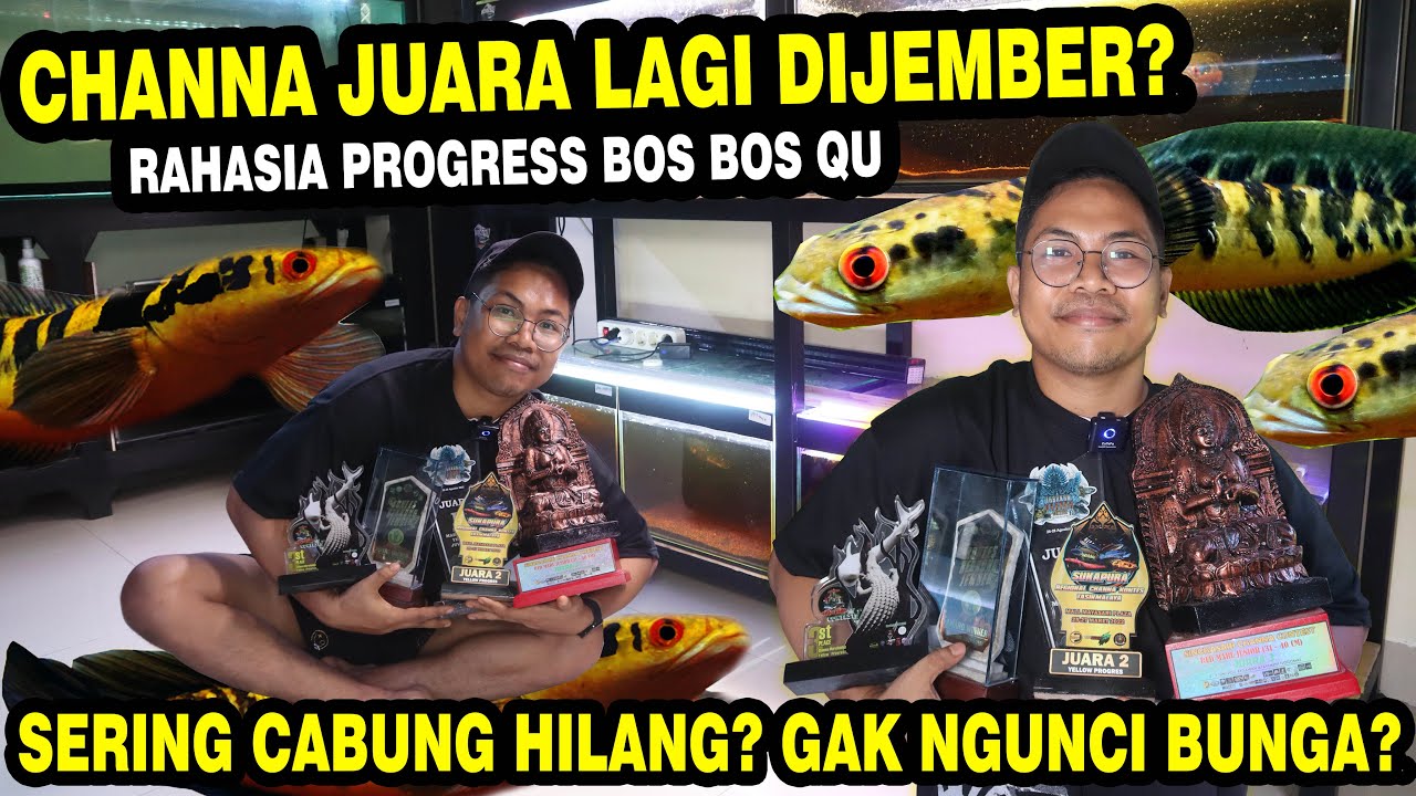 JUARA KONTES LAGI?? RAHASIA PERAWATAN CHANNA ALA BOS BOS QU