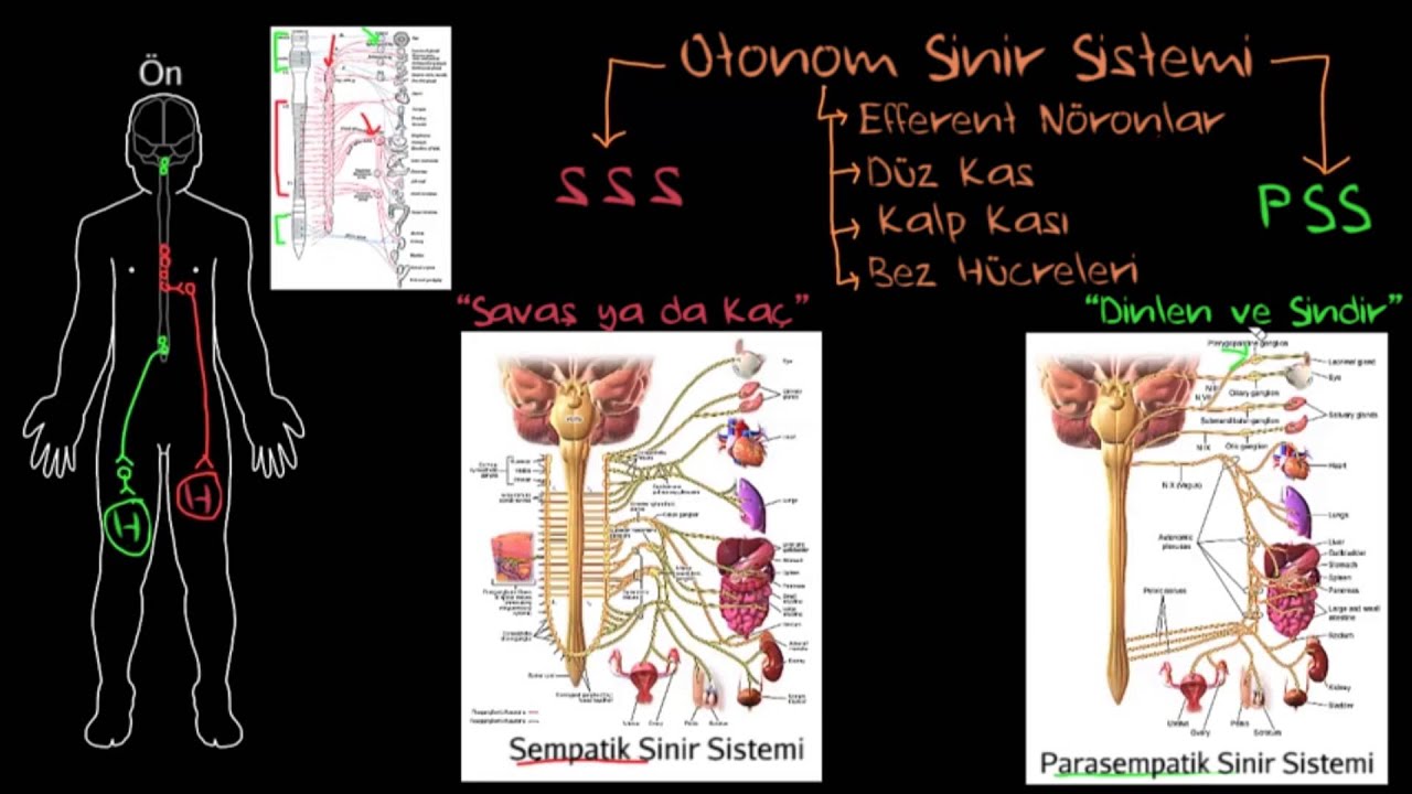 Otonom Sinir Sistemi (Sağlık ve Tıp) (Sinir Sistemi Fizyolojisi) (Psikoloji / Davranış)