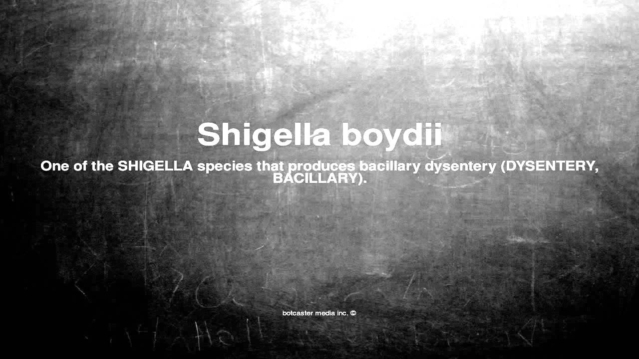 Medical vocabulary: What does Shigella boydii mean