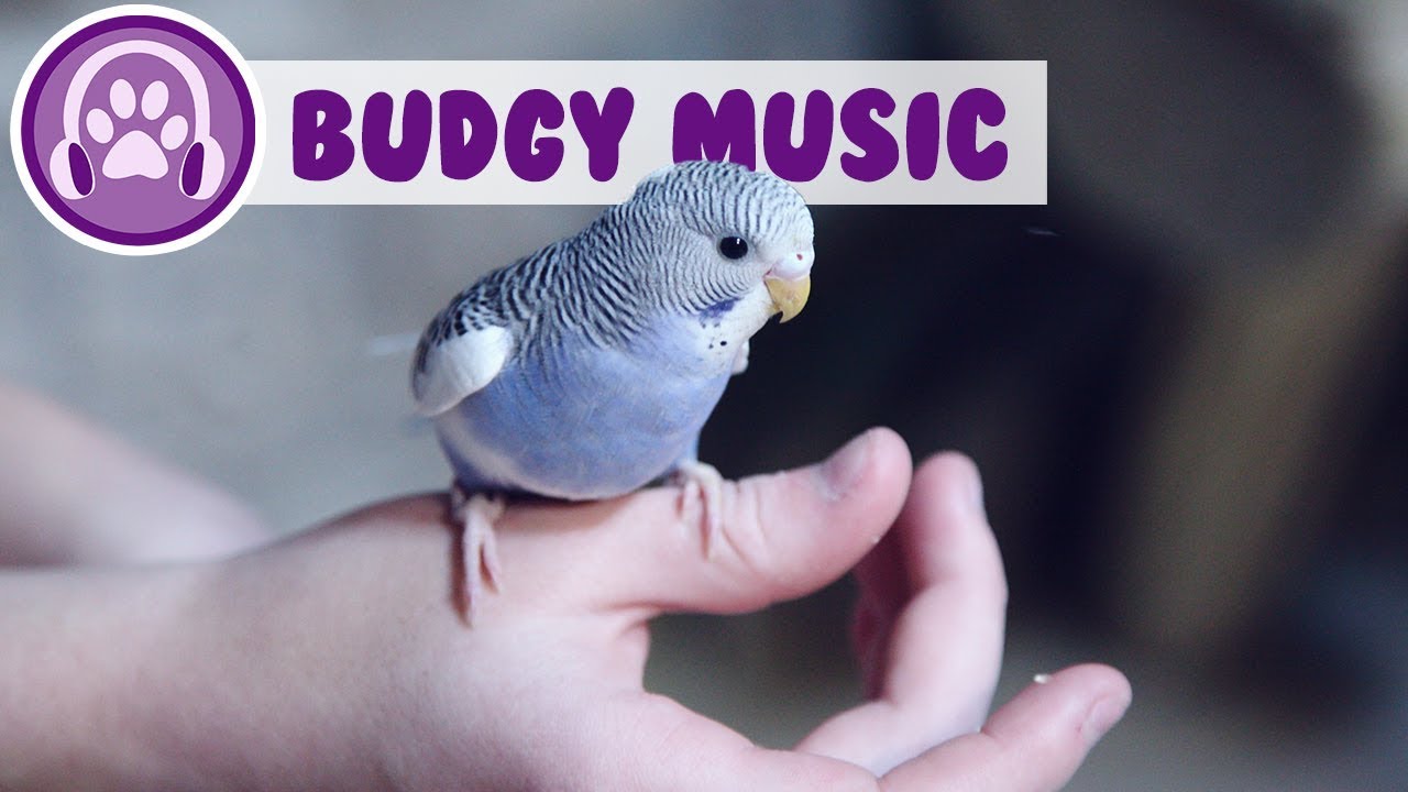 Relax My Budgie - Relaxing Music for Budgies!