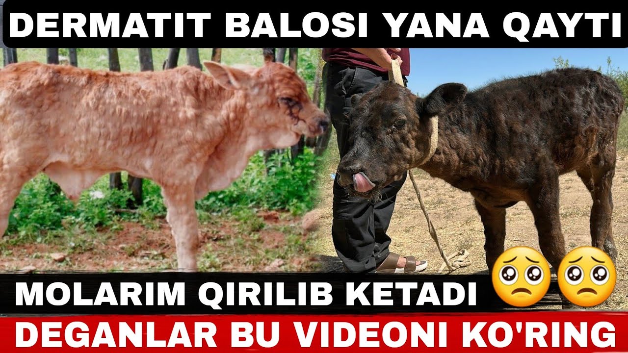 DERMATIT KASALLIGI DAVOLASH TARTIBI VOXMAGA O'RING YO'Q