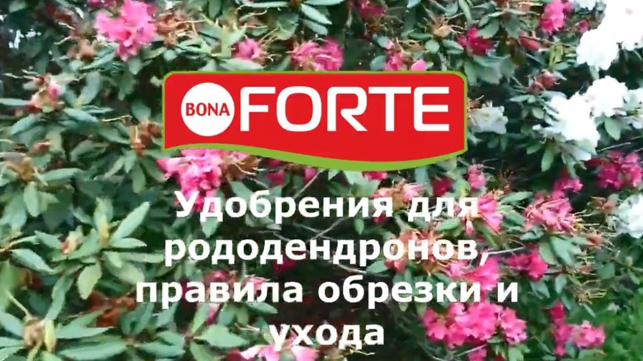Как удобрять, обрезать и черенковать рододендрон рассказывает Лариса Зарубина Садовый гид.