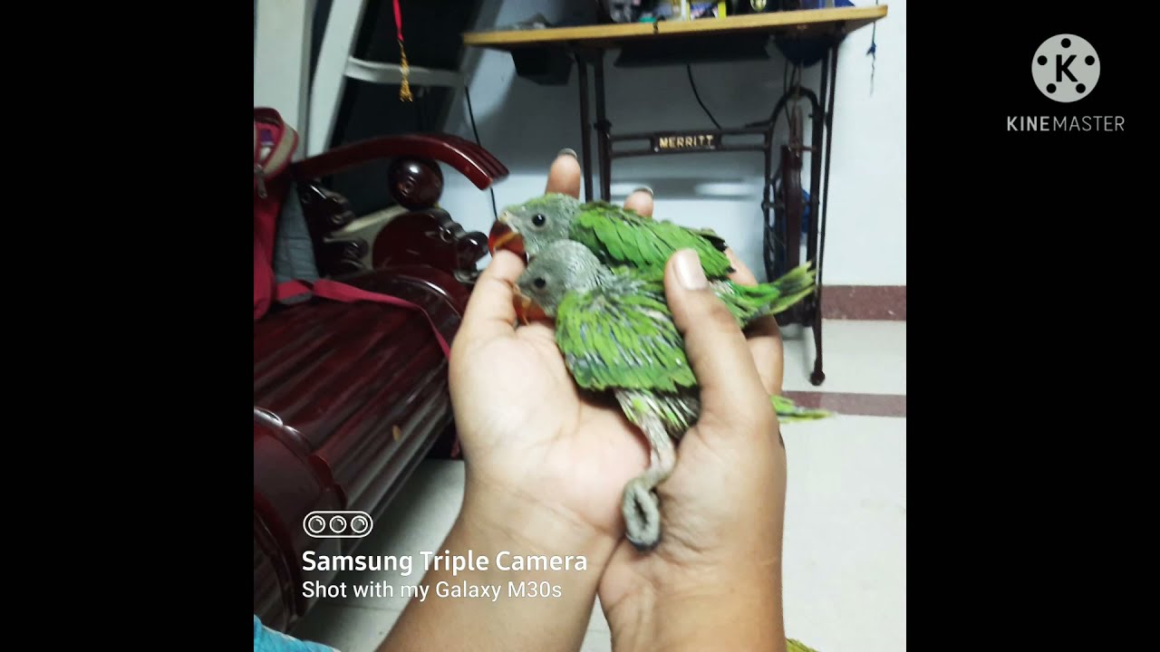 How to Hand feed (Parrot Chick) - கிளி குஞ்சு பராமரிப்பு உணவளிக்கும் முறை | #parrot |#parrotlovers