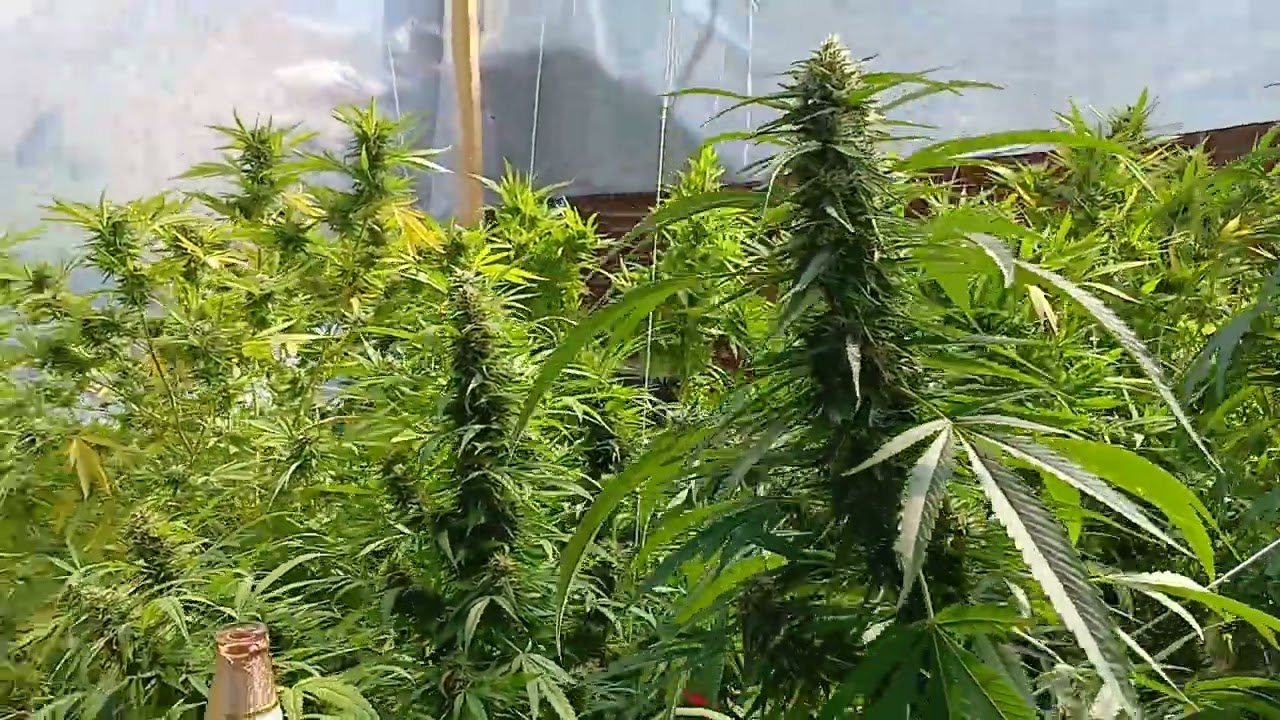 last summers grow all that yielded 4 lbs Pink Runtz Bubba Kush and Mimosa Orange Punch