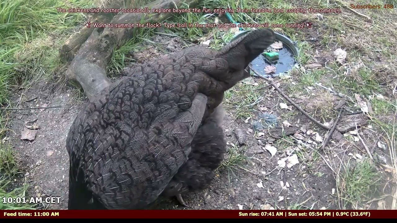 LIVE: Smart Chicken Feeder – Control with Chat! �💬