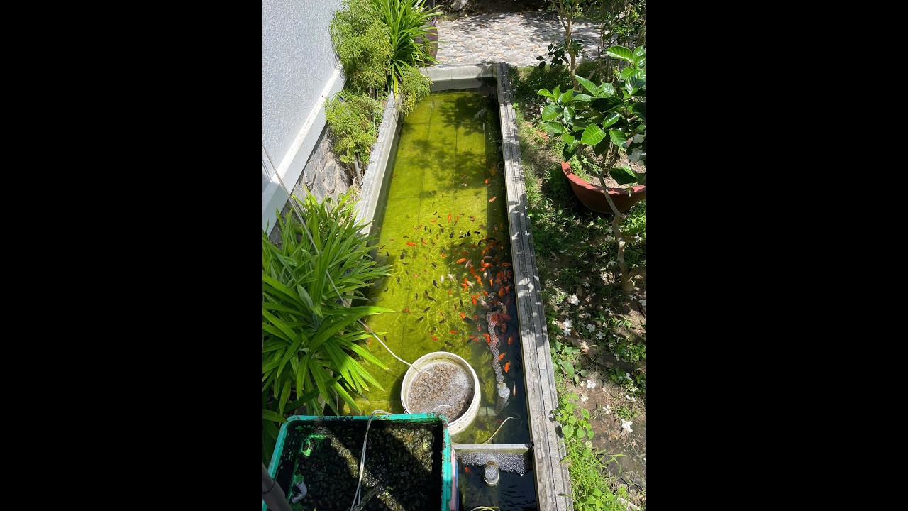 Real Goldfish Outdoor Fishponds 9-3-2026 sunnyday