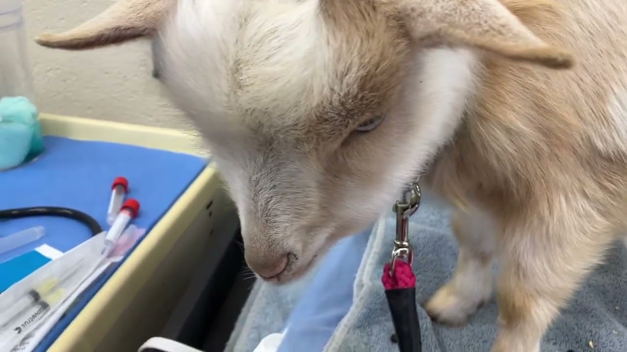 Topaz goes to the vet Part 2