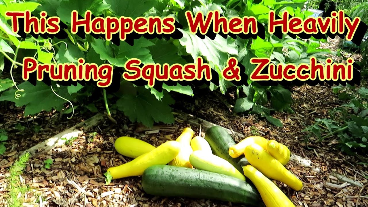 How My Heavily Pruned Squash & Zucchini Plants Grew & Produced 2 Weeks Later: Two Minute TRG Tips