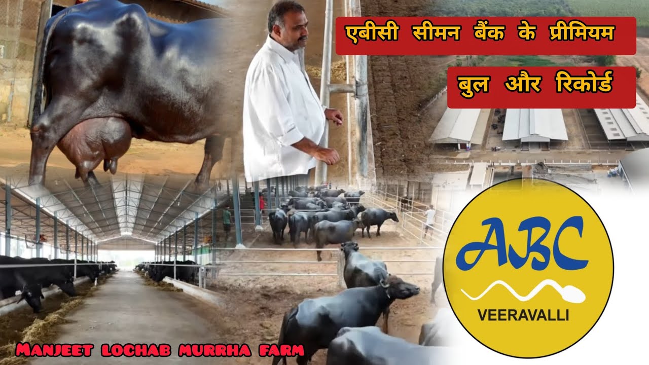  ABC veeravalli seman bank ke premium bull✨️एबीसी सीमन बैंक के बुल, रिकॉर्डi@Manjeetlochabmurrhafarm