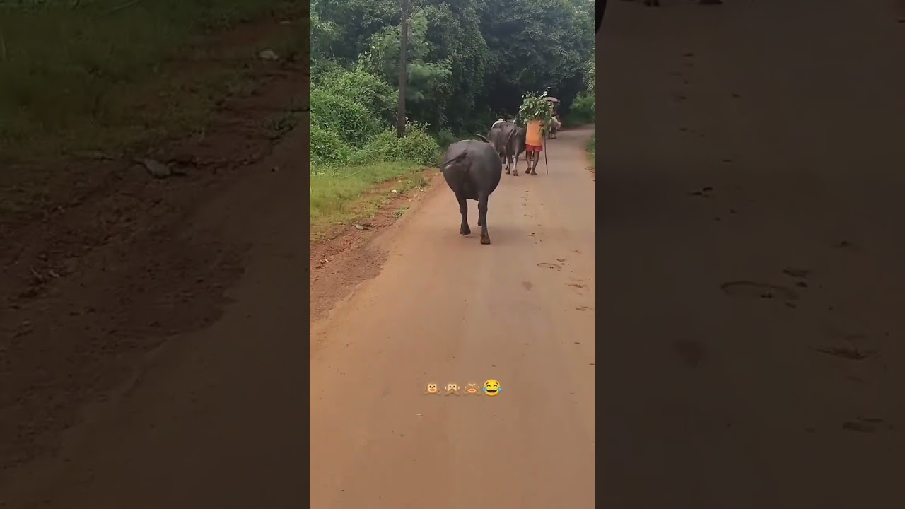 Thumak ठुमक Buffalo Style 😍😂 | Funny Desi Village Video #thumakthumak #thumakthumaksong #desi