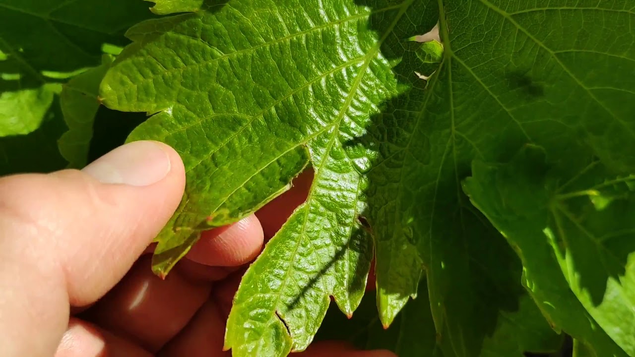 Poda verde en viña y más