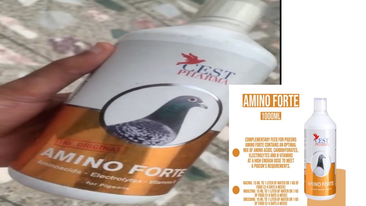 بہترین انرجی ڈرنک| Best Recovery for Racing Pigeon & All year around | Healthy Hobby |