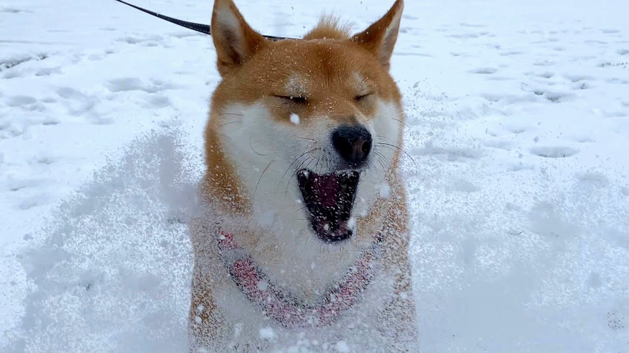 Shiba Inu Reacts to SNOW for the FIRST TIME | Super Shiba