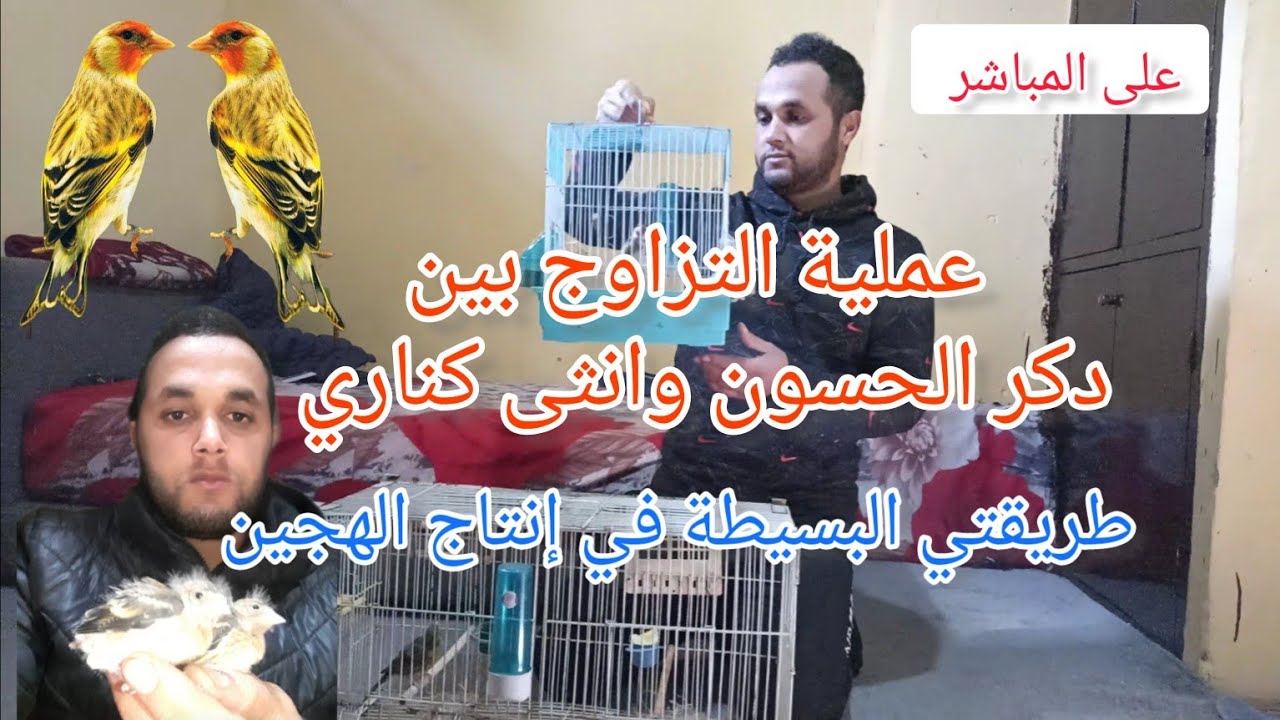 تزاوج الحسون مع انثى الكناري على المباشر + طريقتي البسيطة في إنتاج الهجين