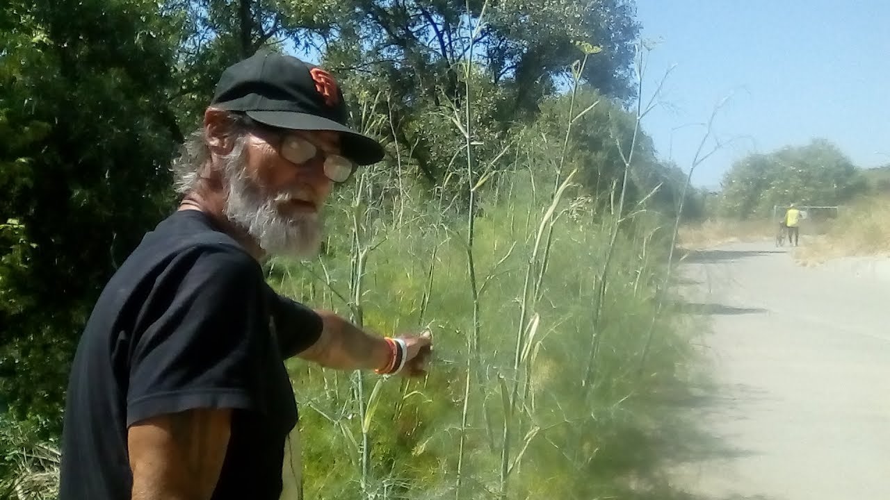 A Massive Wild Fennel Forest