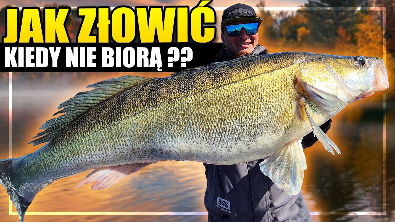 Sekretna broń na nieaktywne ryby - Sandacze na Dropshota