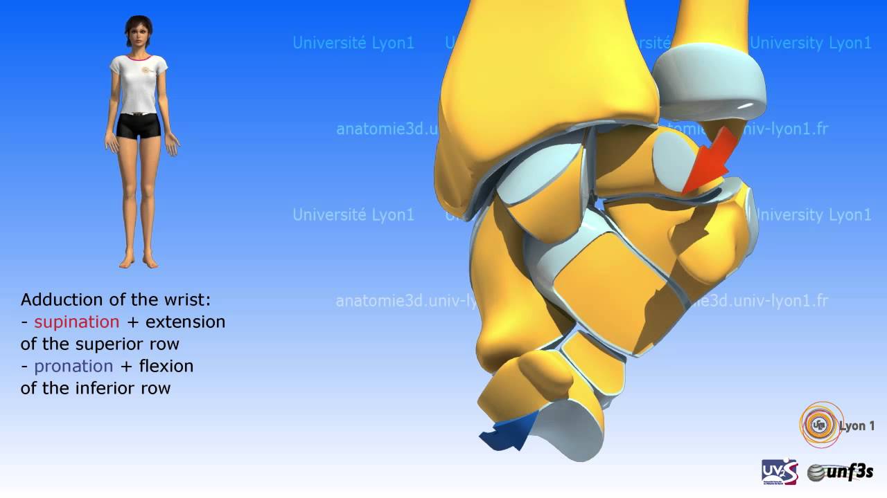 The wrist movements - the main factors restraining the wrist