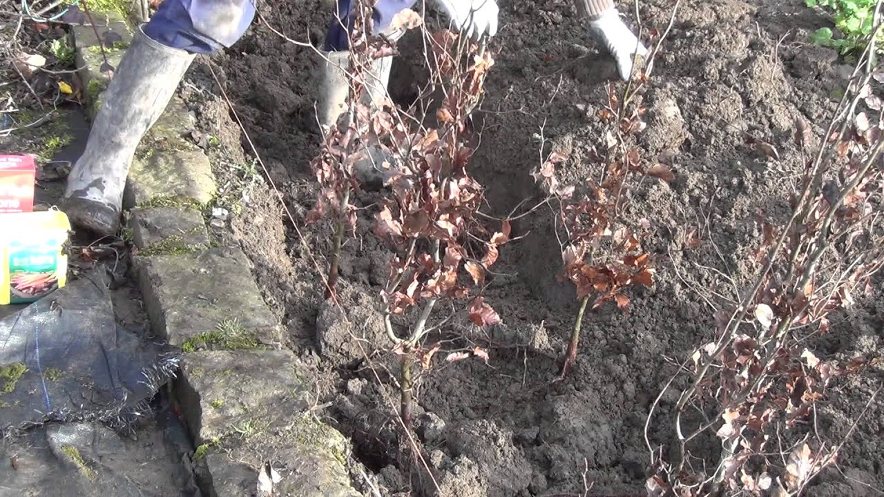 How to Plant a Bare Root Hedge