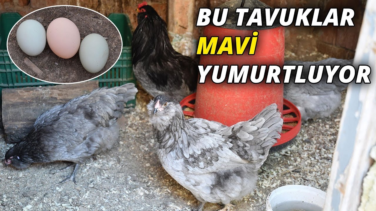 Bu tavuklar mavi yumurtluyor