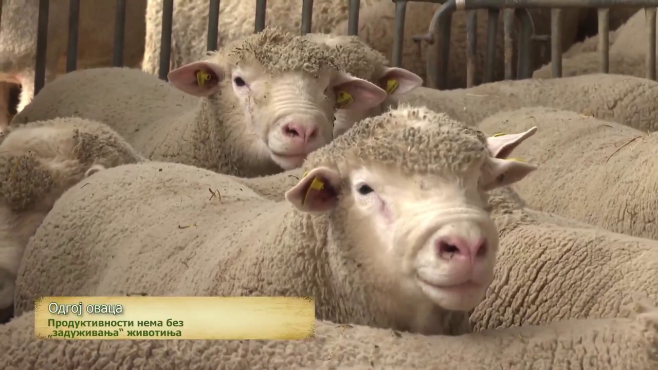 FARMA OVACA MILJKOVIC-mart 2020 (prilog iz emisije 