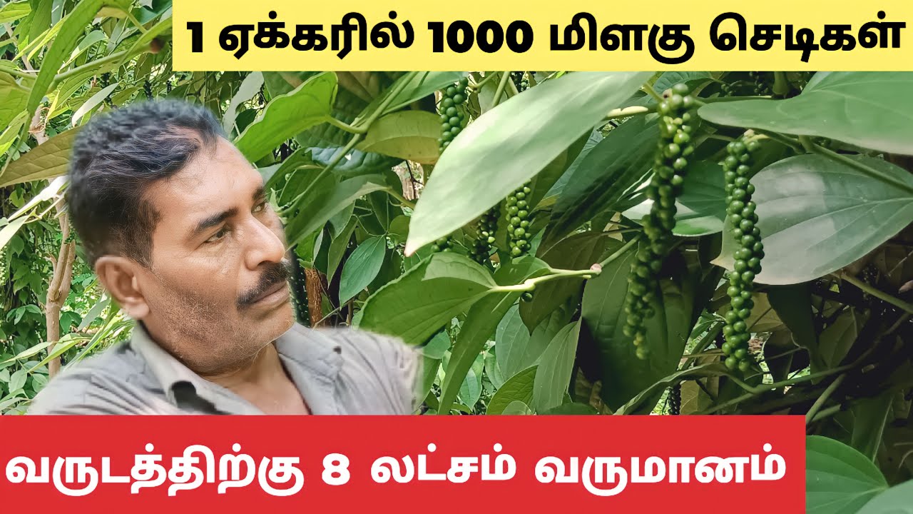 1 ஏக்கருக்கு 1000 மிளகு செடிகள் அடர்நடவு முறையில் வருடம் 8 லட்சம் வருமானம் #pepperfarming #pepper