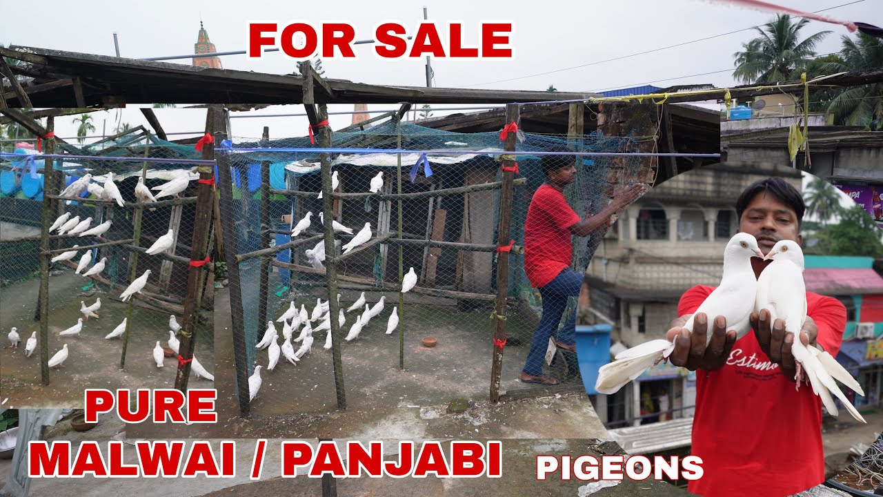 PURE MALWAI / PANJABI PIGEONS SALE AT SURYAPUR - SOUTH 24 PARGANAS ( 9903694171 )