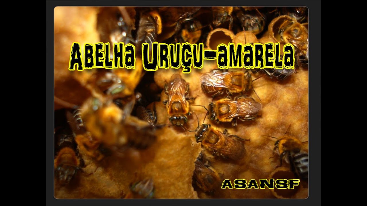 Abelha: Uruçu-Amarela (Melipona Rufiventris). Aprendendo sobre abelhas nativas 16