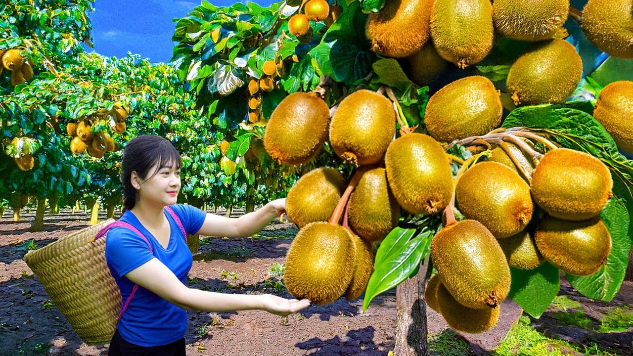 Ly Trieu Ca: Harvesting giant sweet mutant Japan Kiwi - How to make kiwi cake traditional recipe