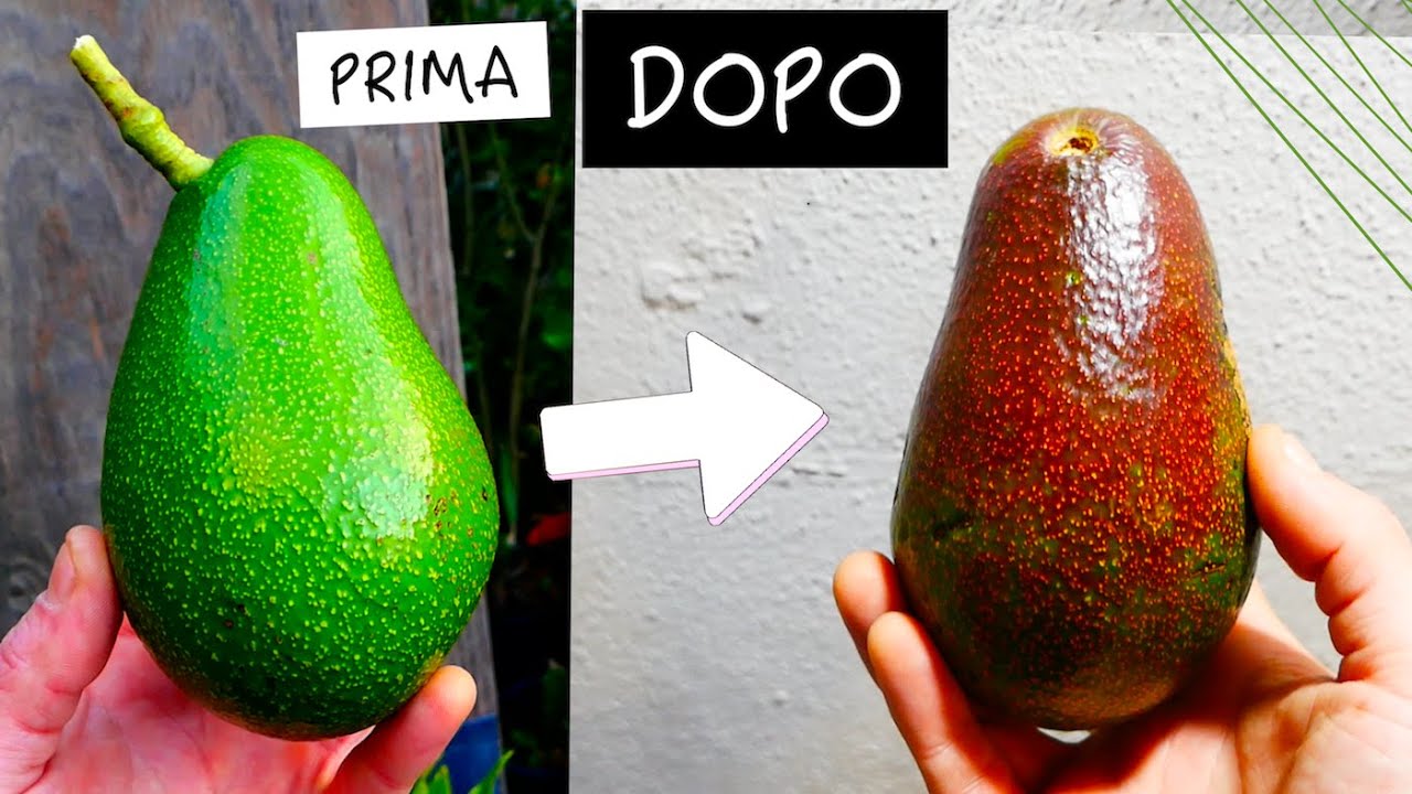AVOCADO DA ALBERO COLTIVATO DA SEME:🌱Raccolta, maturazione, degustazione del NOSTRO PRIMO AVOCADO 🍴
