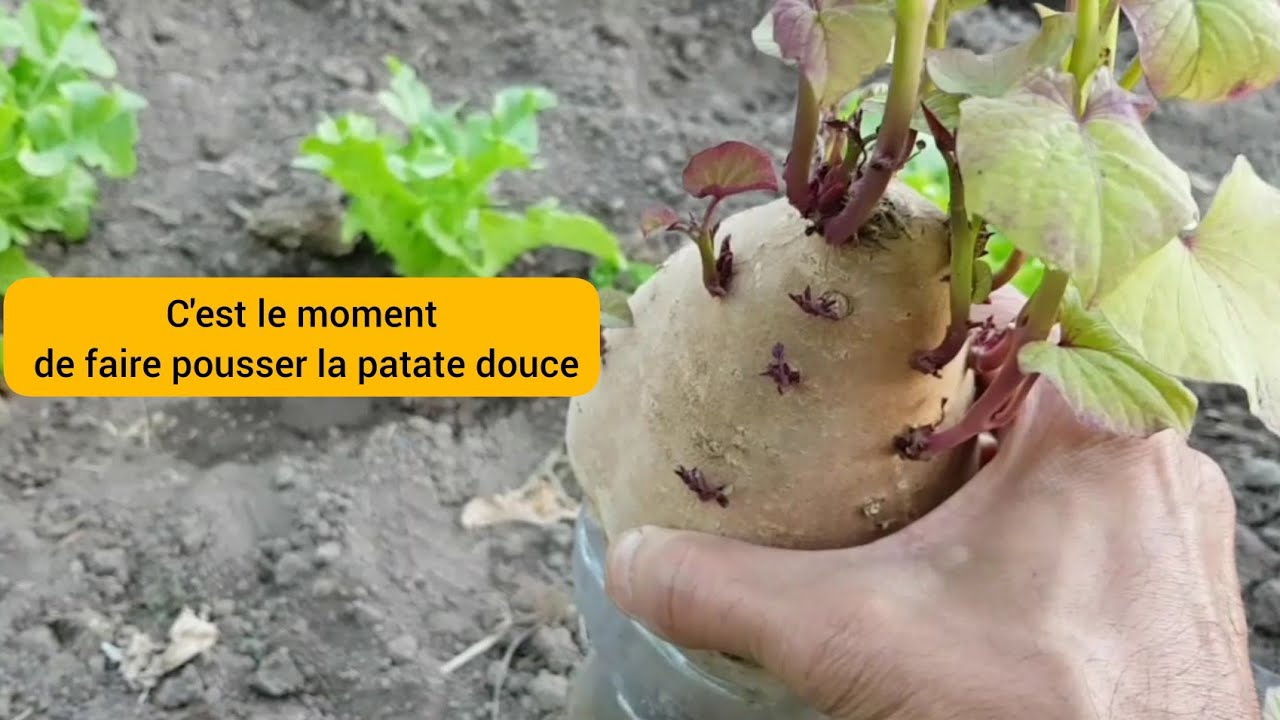 La patate douce : de la germination à la plantation 2022