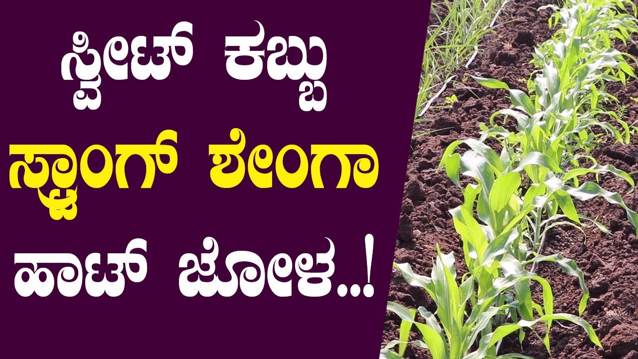 ಕಬ್ಬು, ಶೇಂಗಾ, ಜೋಳ… ಈ ಕೃಷಿಕ ಏನು ಬೆಳೆದರೂ ಸೂಪರ್| ಆದರೆ ಪಕ್ಕದ ಹೊಲದಲ್ಲಿ ಏನು ಬೆಳೆದರೂ ಫ್ಲಾಪ್