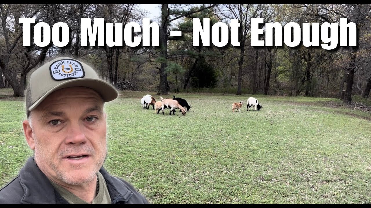 Too Much Rain or Drought, Neither Is Good For Our Goats.