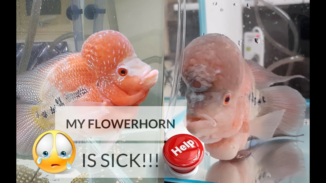 HELP! My Flowerhorn Fish is SICK! | What to do? | PEPE Stay Strong!