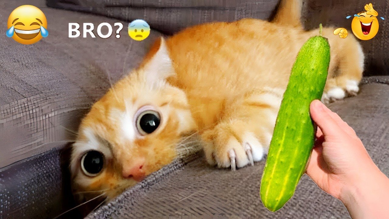 Funniest Cats and Dogs Clips 2025 😹🐶 | Try Not To Laugh Challenge 😂 #funnycats #funnydogs