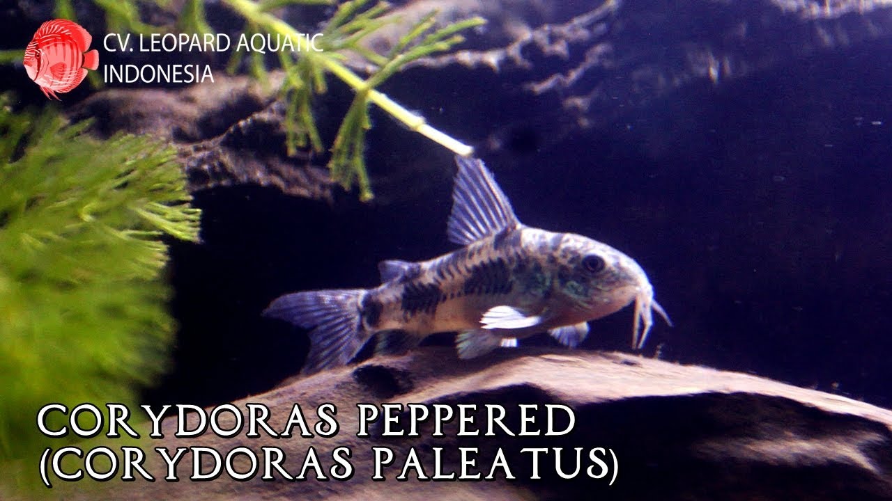 Corydoras Peppered. The BLUE corys that will not make your day blue. (Leopard Aquatic A003B)
