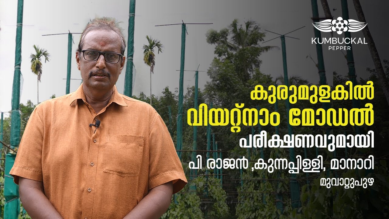 കുരുമുളക് കൃഷിയിൽ വിയറ്റ്നാം മോഡൽ പരീക്ഷണവുമായി ശ്രീ. രാജൻ | #Kumbukkal Pepper in Concrete Post