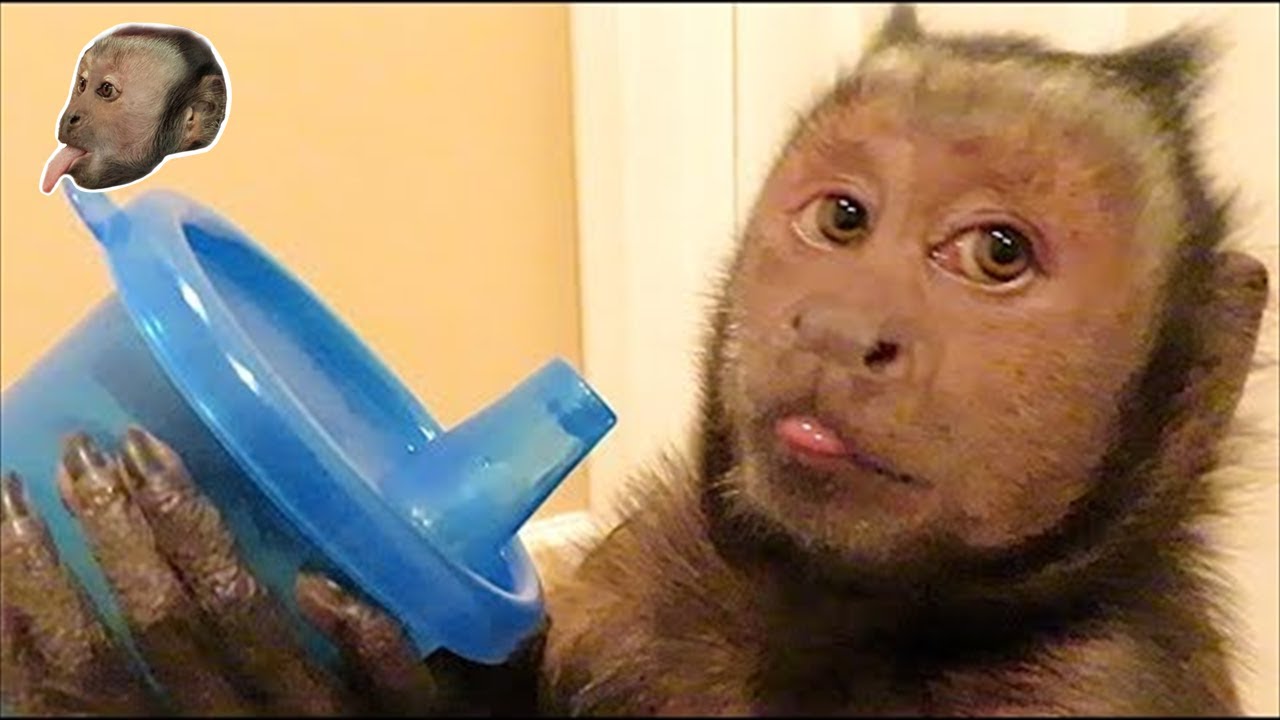 Capuchin Monkey and a Sippy Cup!