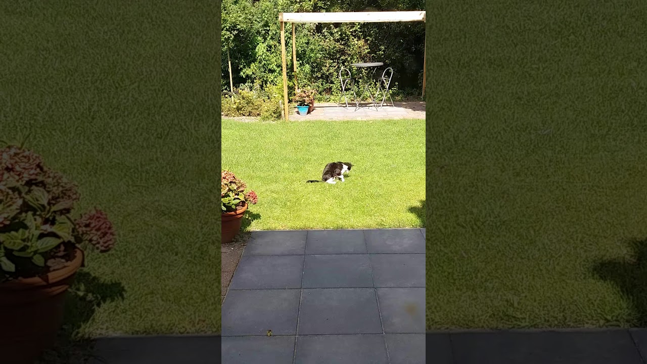 Sjimmy met muis