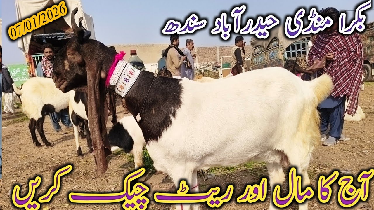 Bakra Mandi Hyderabad | Today update | Bakra Eid 2026 | patari kamori barbari goat | 07/01/2026