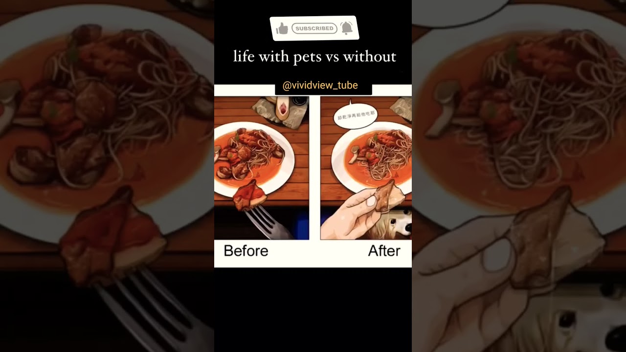 Life With Pets VS Without |vividview_tube 