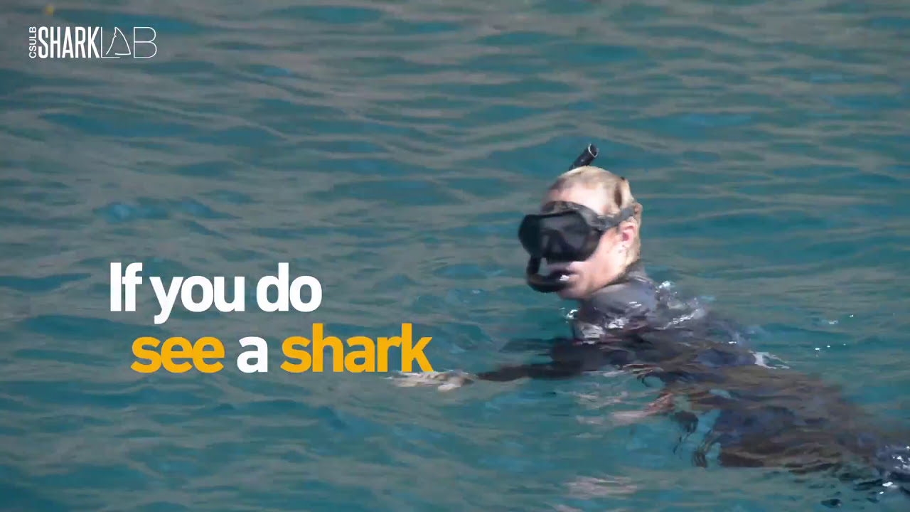 What to Do if You See a Shark: Beach Smart