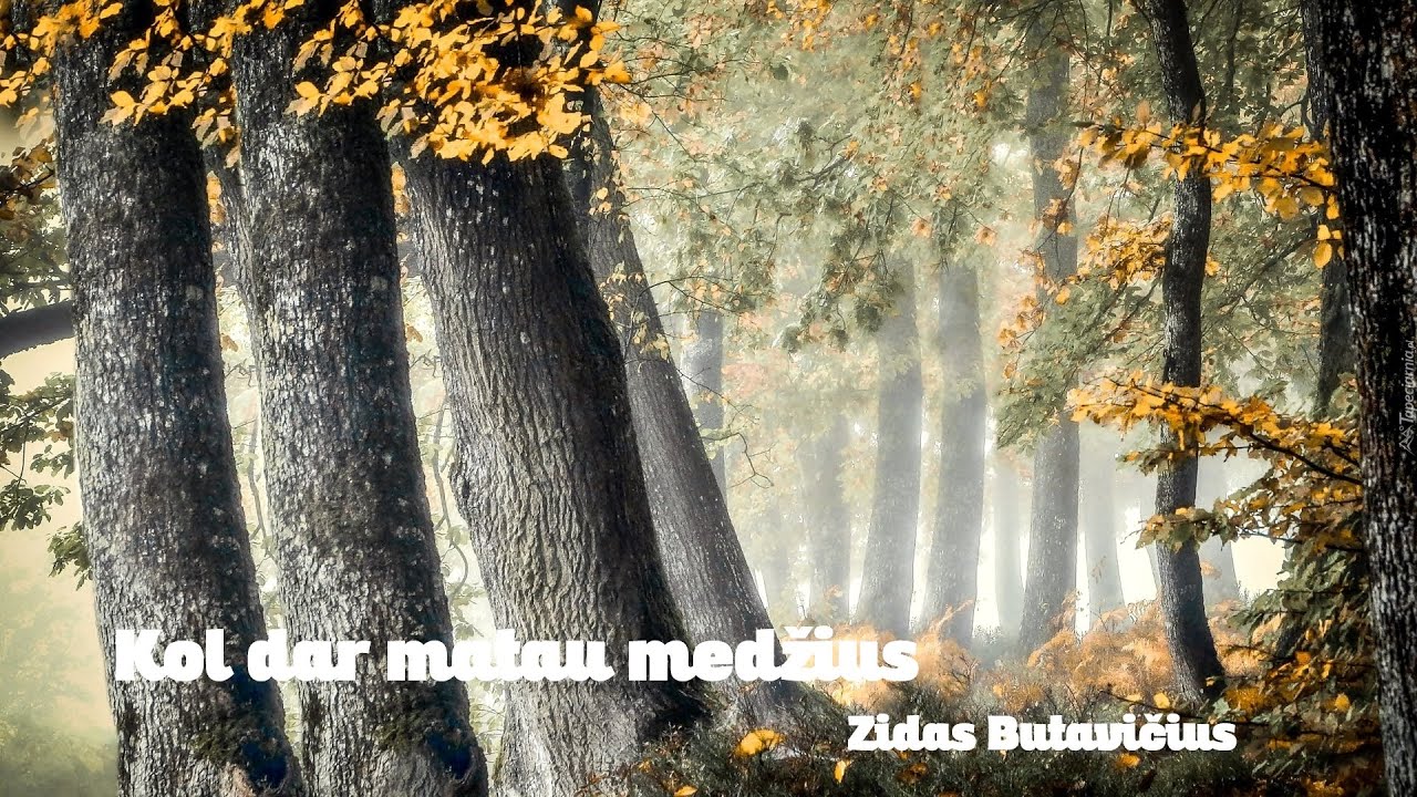 „Kol dar matau medžius
