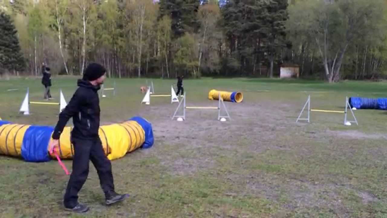 Inofficiell agilitytävling för nybörjare 1 maj 2014