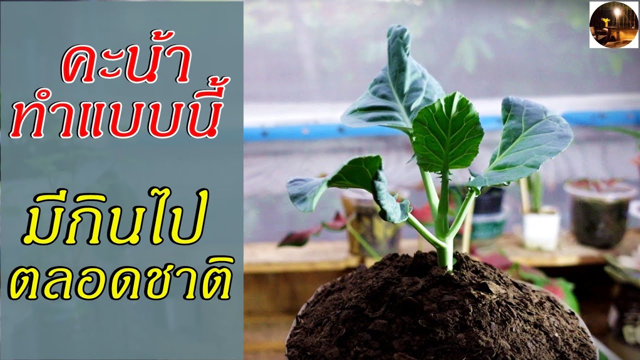 ชำคะน้าง่ายๆมีกินได้ตลอด #สวนผักหลังบ้าน