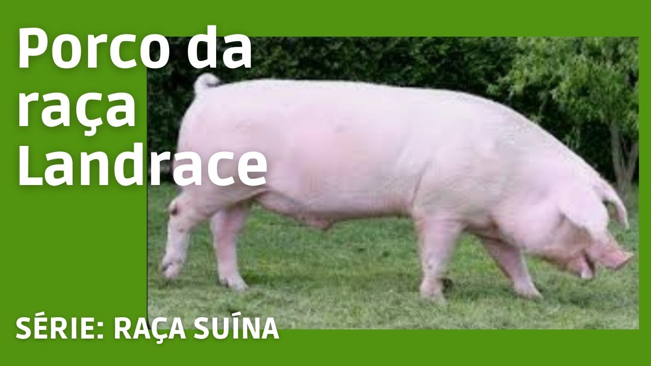 Raça de porco Landrace 🐖