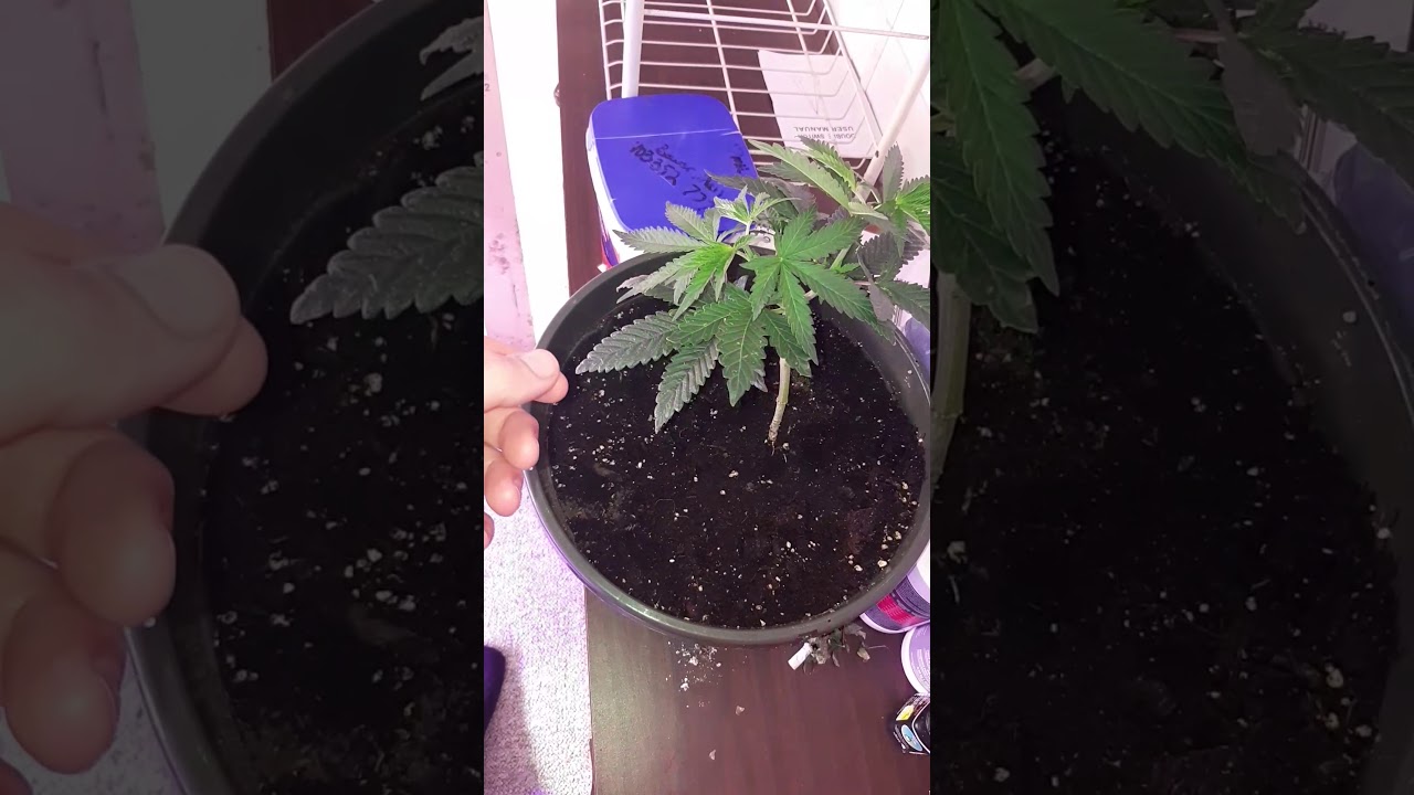 Mainlining cannabis plants 