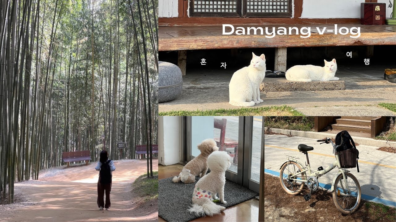 고양이 집에 들어온 사람입니다만 | 혼자서 야무지게 힐링 하고 온 · 담양 1박2일 혼여행