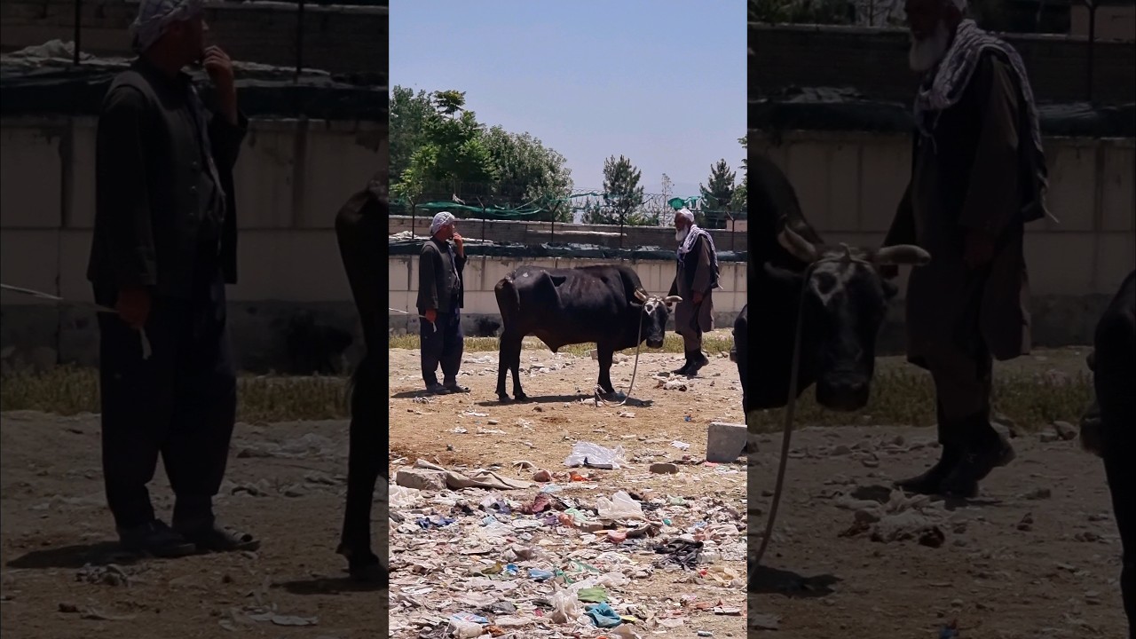 Eid Ul Adha In Afghanistan #afghanistan #kabul #afghan #eid #eid2024 #eidmubarak #eidspecial