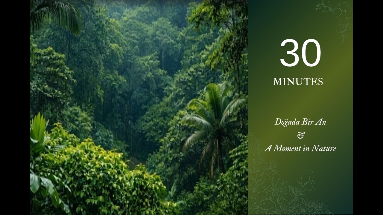 Doğada Bir An🌲​A Moment in Nature #asmr #relax #4kvideo #nature #rainsounds #rain #peace  #wildlife